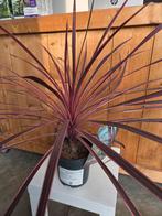Cordyline Charlie Boy - Koolpalm, Ophalen
