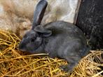Konijnen: Blauw van Ham, Dieren en Toebehoren, Konijnen