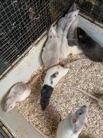 Ratten Gratis 6 grote mannen, Dieren en Toebehoren, December