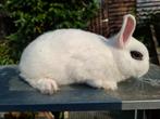 Hotot kleurdwerg ram, Dieren en Toebehoren