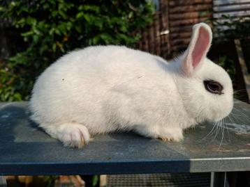 Hotot kleurdwerg ram beschikbaar voor biedingen