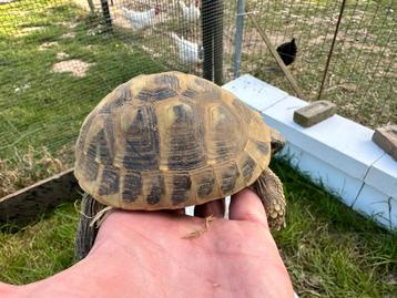 Tortues