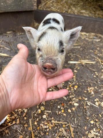 Kune kune varkens super super tam en kindvriendelijk ras  beschikbaar voor biedingen