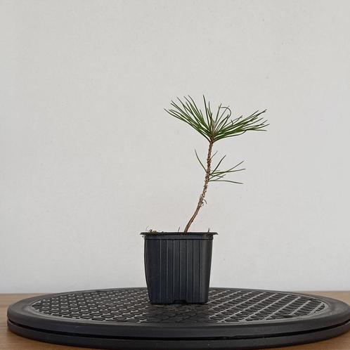 Japanse zwarte den zaailing voor bonsai, Tuin en Terras, Planten | Bomen, Overige soorten, Minder dan 100 cm, Volle zon, Bloeit niet