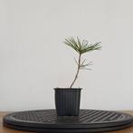 Japanse zwarte den zaailing voor bonsai, In pot, Minder dan 100 cm, Overige soorten, Volle zon