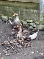 Ik zoek eenden/ganzen/zwanen, Dieren en Toebehoren, Pluimvee