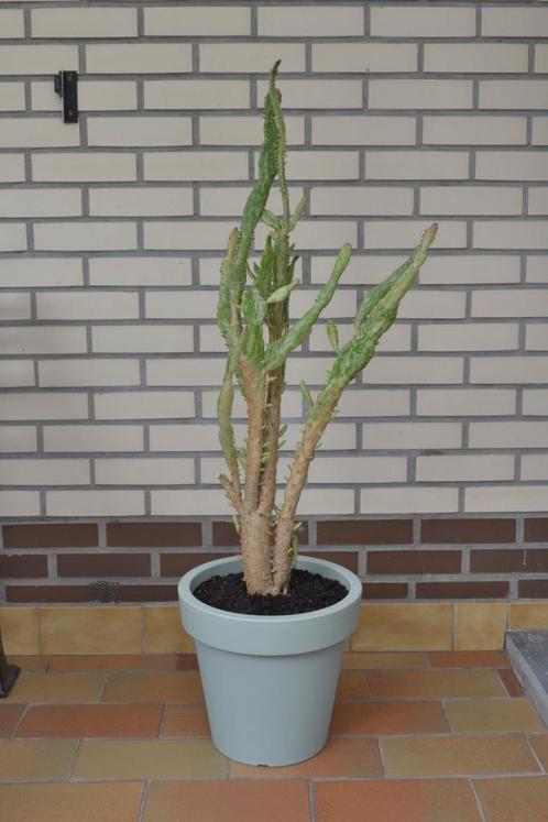 Grote cactus in pot, Huis en Inrichting, Kamerplanten, Cactus, 100 tot 150 cm, In pot, Ophalen