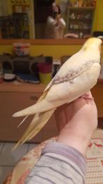 Valkparkiet 7 weken 2x pap, Dieren en Toebehoren, Vrouwelijk, Parkiet, Geringd