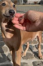 Italiaanse windhond puppy reutje, België, 8 tot 15 weken, CDV (hondenziekte), Eén hond