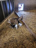 Dwerggeit moer met 2 lammetjes, Dieren en Toebehoren, Schapen, Geiten en Varkens, Meerdere dieren
