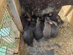 vlaamse / duitse reus, Dieren en Toebehoren, Konijnen, Meerdere dieren, Groot, 0 tot 2 jaar