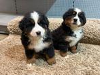 Berner Sennen pups te koop, Dieren en Toebehoren, België, CDV (hondenziekte), Teef, Meerdere