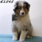 Australische Herder - pups te koop, Dieren en Toebehoren, 15 weken tot 1 jaar, Buitenland, CDV (hondenziekte), Meerdere