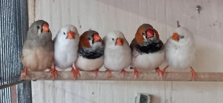 Zebravinken, Dieren en Toebehoren, Vogels | Overige Vogels, Tropenvogel, Meerdere dieren