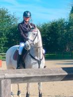 Bwp merrie /2011, Dieren en Toebehoren, Paarden, Merrie, B, Gechipt, 160 tot 165 cm