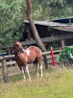 Paint ruin, Dieren en Toebehoren