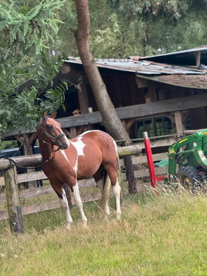 Paint ruin, Dieren en Toebehoren, Paarden