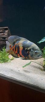 Pauwoogchiclide, Dieren en Toebehoren, Vissen | Aquariumvissen