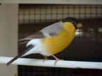Gezocht koppel Goudvinken, Dieren en Toebehoren, Vogels | Overige Vogels, Vrouwelijk, Wildzangvogel, Geringd