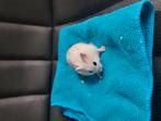 Russische Dwerghamsters, Dieren en Toebehoren, Knaagdieren, Augustus, Meerdere dieren, Hamster