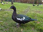 Muskuseend woerd zwartwild, Dieren en Toebehoren, Pluimvee, Mannelijk, Eend