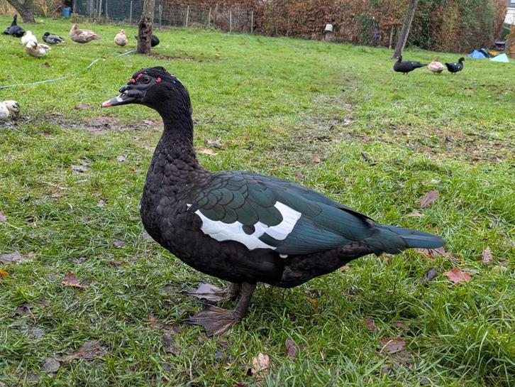 Muskuseend woerd zwartwild, Dieren en Toebehoren, Pluimvee, Eend, Mannelijk
