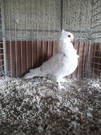 Oud-Oosterse Meeuw., Dieren en Toebehoren, Vogels | Duiven