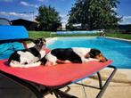 Pension gardiennage garde garderie dog sitting pet sitter, Dieren en Toebehoren, Ophalen