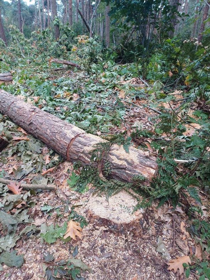Bomen hout gezocht, Hobby en Vrije tijd, Overige Hobby en Vrije tijd, Zo goed als nieuw, Ophalen