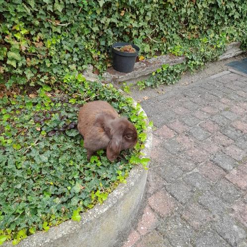 Nederlande hangoordwerg  vr, Dieren en Toebehoren, Konijnen, Klein, Vrouwelijk, 0 tot 2 jaar, Hangoor