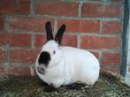 Californian voedsters, Dieren en Toebehoren, Konijnen, Groot