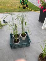 Papyrusplanten, Huis en Inrichting, Kamerplanten, Groene kamerplant, Ophalen, Overige soorten, Minder dan 100 cm