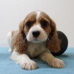 Schattige Cavalier King Charles pups te koop (Belgisch), België, CDV (hondenziekte), 8 tot 15 weken, Meerdere
