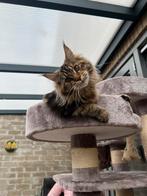 Maine coon poesje, Ophalen