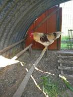 Legkippen, Dieren en Toebehoren, Pluimvee