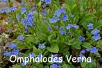 Omphalodes Verna, Amerikaans Vergeet me Nietje, Ophalen, Bodembedekkers, Vaste plant, Halfschaduw