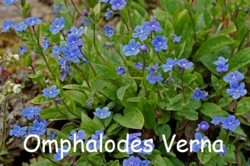 Omphalodes Verna, Amerikaans Vergeet me Nietje, Tuin en Terras, Planten | Tuinplanten, Vaste plant, Bodembedekkers, Halfschaduw