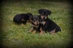 Pinscher pups, Dieren en Toebehoren, Honden | Bulldogs, Pinschers en Molossers, België, CDV (hondenziekte), 8 tot 15 weken, Meerdere