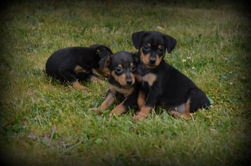 Pinscher pups beschikbaar voor biedingen