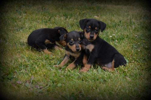 Pinscher pups, Dieren en Toebehoren, Honden | Bulldogs, Pinschers en Molossers, Reu, Overige rassen, Fokker | Professioneel, Meerdere