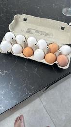 Broedereieren bio scharrei 30 stuks of per stuk, Dieren en Toebehoren, Pluimvee