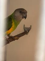 Youyou Sénégal bonte boer, Dieren en Toebehoren, Vogels | Parkieten en Papegaaien, Vrouwelijk, Papegaai, Geringd
