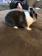 Konijntjes, Dieren en Toebehoren, Meerdere dieren, 0 tot 2 jaar