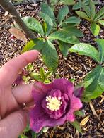 Hellibore, Enlèvement