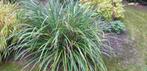 Carex Pendula., Tuin en Terras, Ophalen, Vaste plant, Siergrassen, Halfschaduw