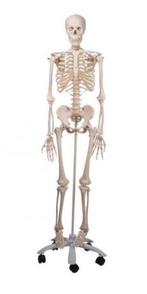 Medisch skelet