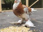 Gentse kropper, doffer, Dieren en Toebehoren, Kropper