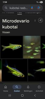 Rasbora kubotai locatie maastricht, Dieren en Toebehoren