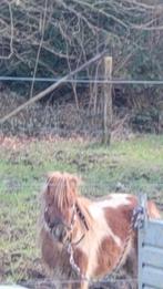 Mooie bonte shetland pony, Dieren en Toebehoren, Pony's