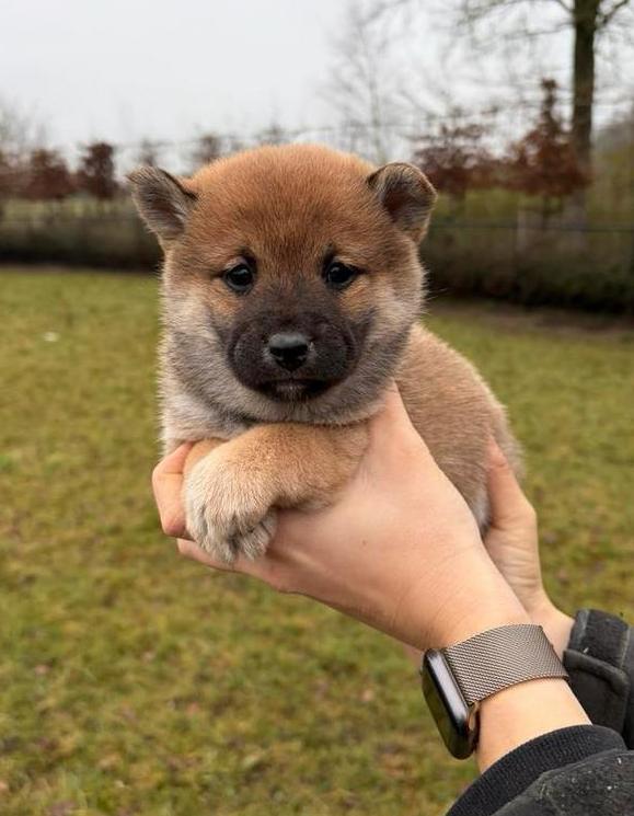 Beaux chiots Shiba Inu, Animaux & Accessoires, Chiens | Huskys, Loulous & Types primitifs, Plusieurs animaux, Autres races, Éleveur | Professionnel